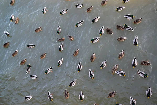 Mallard pato y dragos nadan en el agua, la vista superior — Foto de Stock